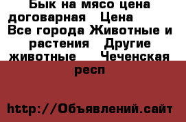 Бык на мясо цена договарная › Цена ­ 300 - Все города Животные и растения » Другие животные   . Чеченская респ.